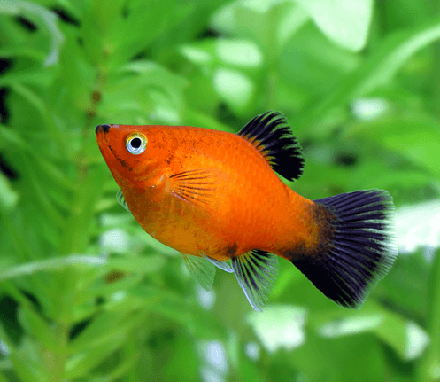 Red Platy - FreshWaterAquatica.com