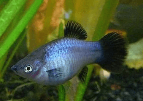 Neon Platy - FreshWaterAquatica.com