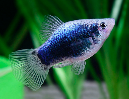 Black skin Platy - FreshWaterAquatica.com