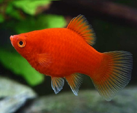 Coral Red Platy - FreshWaterAquatica.com