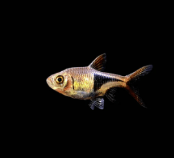 Harlequin Rasbora - FreshWaterAquatica.com