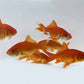 Gold Fish - FreshWaterAquatica.com