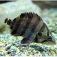 Datnioides polota 'Silver Tiger' 2 to 2.5 inches