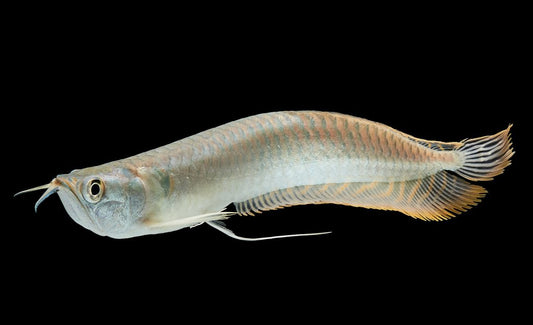 Silver Arowana