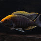 Sulfur head Peacock - FreshWaterAquatica.com