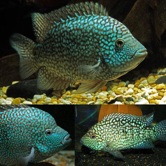 Texas Cichlid - FreshWaterAquatica.com