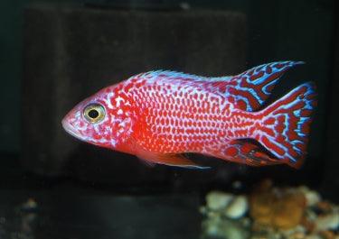 Strawberry Cichlid Shining edition - FreshWaterAquatica.com