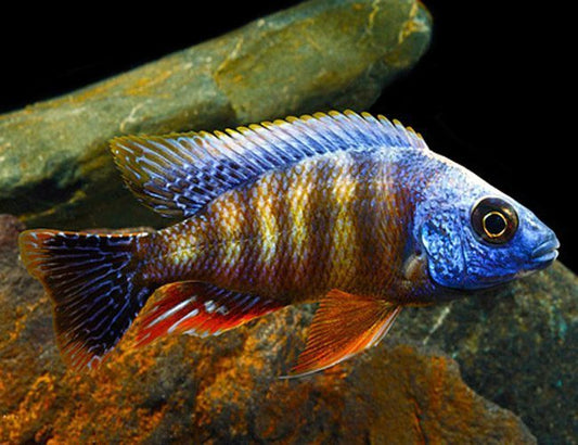 taiwan reef cichlid 2.4inch