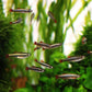 Mountain minnow - FreshWaterAquatica.com