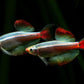 Mountain minnow - FreshWaterAquatica.com