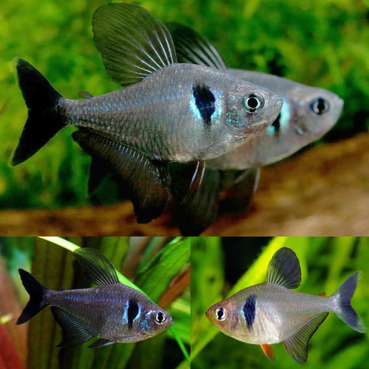 Black phantom tetra - FreshWaterAquatica.com