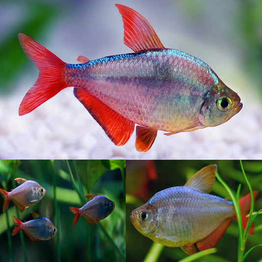 Columbian Asian Tetra - FreshWaterAquatica.com