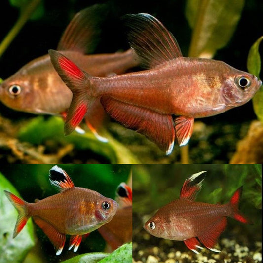 Rosy Tetra - FreshWaterAquatica.com