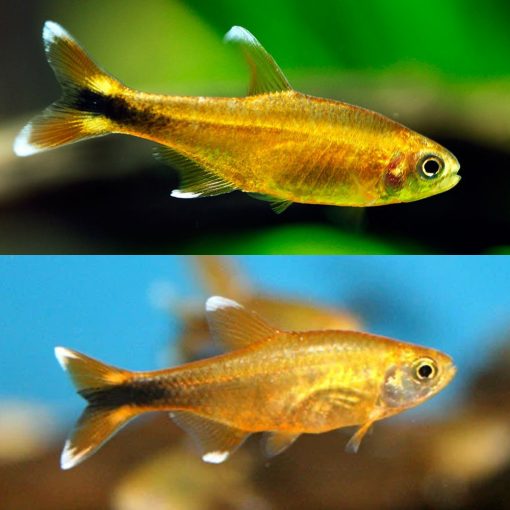 Copper Tetra - FreshWaterAquatica.com