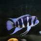 Frontosa Burundi