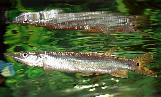 Hujeta Gar
