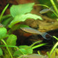 Threadfin rainbowfish - FreshWaterAquatica.com