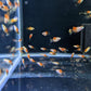 Micky Mouse Platy - FreshWaterAquatica.com