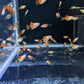 Micky Mouse Platy - FreshWaterAquatica.com