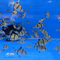 Tiger Barb - FreshWaterAquatica.com
