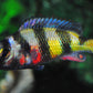 Zebra oblique  Haplochromis - FreshWaterAquatica.com