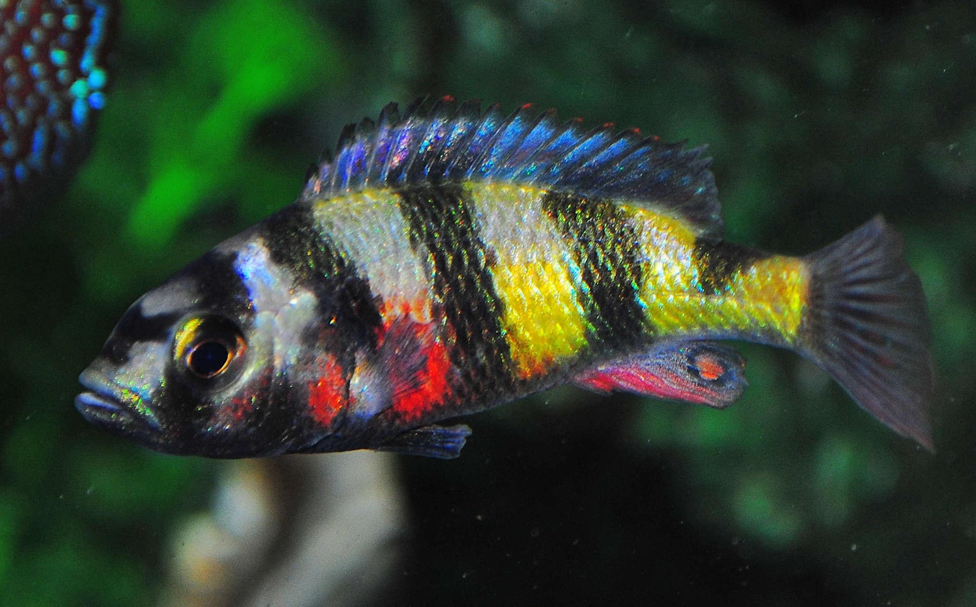 Zebra oblique  Haplochromis - FreshWaterAquatica.com