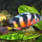 Zebra oblique  Haplochromis - FreshWaterAquatica.com