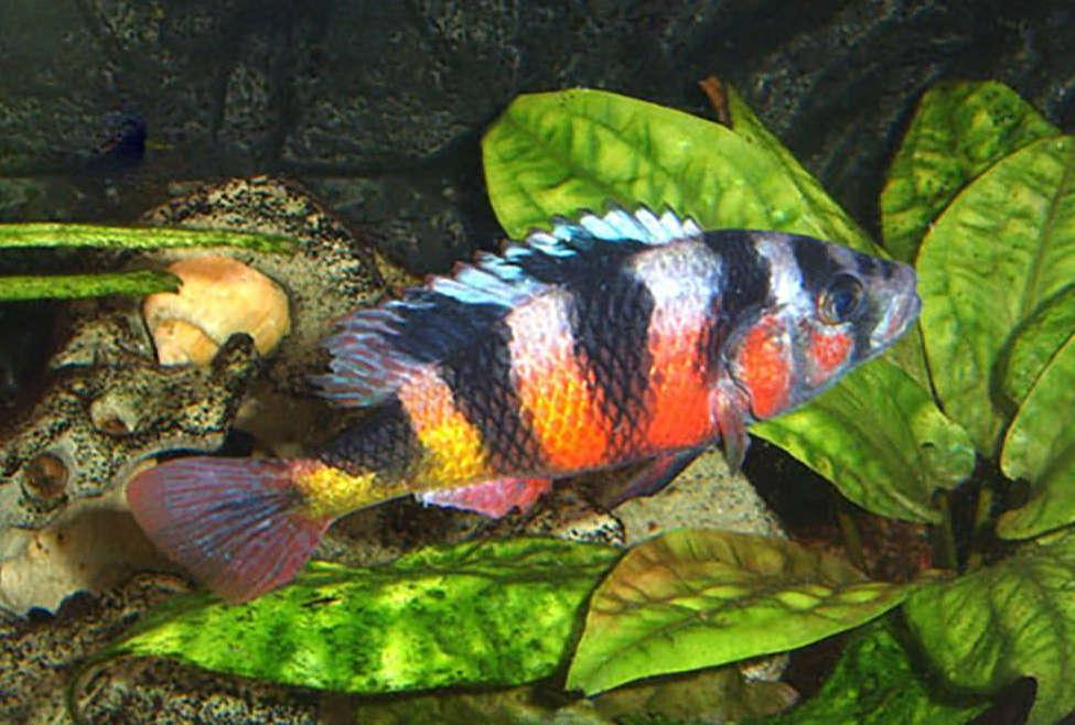 Zebra oblique  Haplochromis - FreshWaterAquatica.com