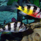 Zebra oblique  Haplochromis - FreshWaterAquatica.com