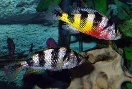 Zebra oblique  Haplochromis - FreshWaterAquatica.com