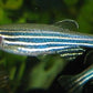 Zebra Danio - FreshWaterAquatica.com