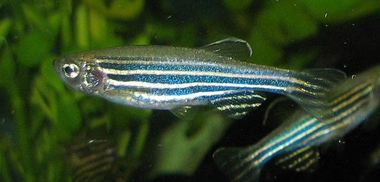 Zebra Danio - FreshWaterAquatica.com