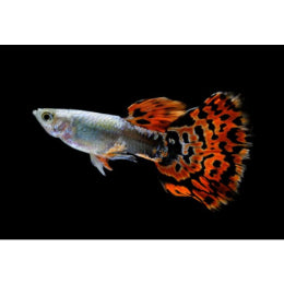 Chili Guppy - FreshWaterAquatica.com