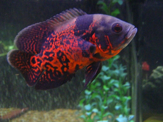 Tiger Oscar A+ Grade 2.7 to 2.9 inches