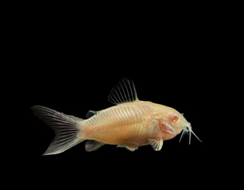 Albino Aeneus Cory - FreshWaterAquatica.com