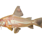 Albino Aeneus Cory - FreshWaterAquatica.com