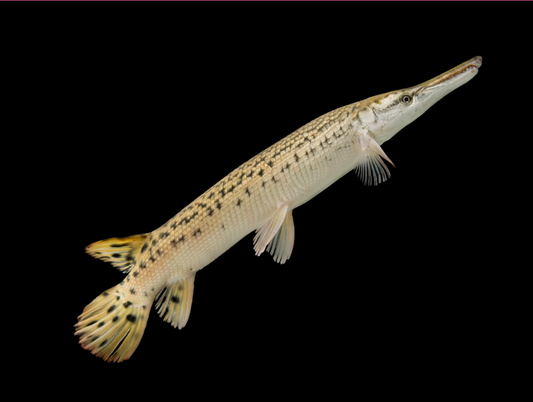 Alligator Gar (Atractosteus spatula) - FreshWaterAquatica.com