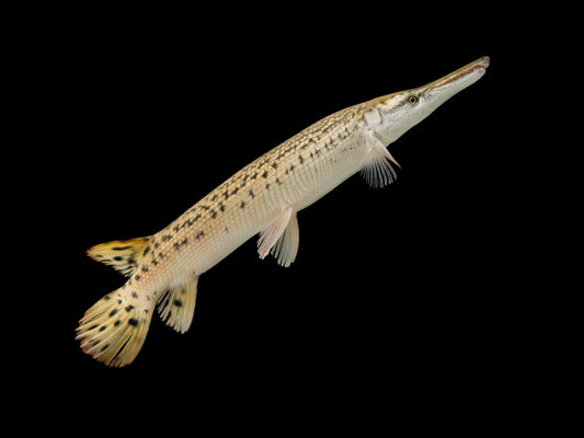 Alligator Gar