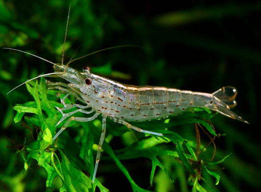 Amano Shrimp - FreshWaterAquatica.com