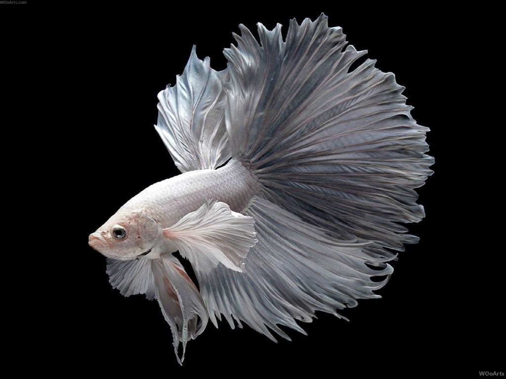 Betta OHM - FreshWaterAquatica.com