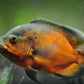 Oscar Cichlid ( Copper Oscar ) - FreshWaterAquatica.com
