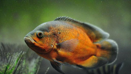 Oscar Cichlid ( Copper Oscar ) - FreshWaterAquatica.com