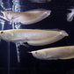 Silver Arowana