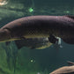 Arapaima 30 - 32 inches