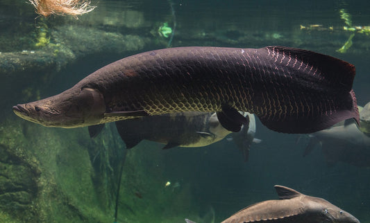 Arapaima 30 - 32 inches