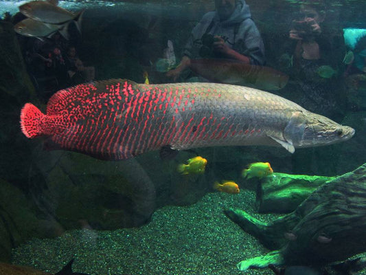 Arapaima Red