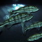 Peacock Bass Azul 12" Size