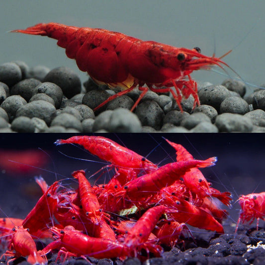 Fire Red  Shrimp - FreshWaterAquatica.com