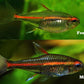 Glow Light Tetra - FreshWaterAquatica.com