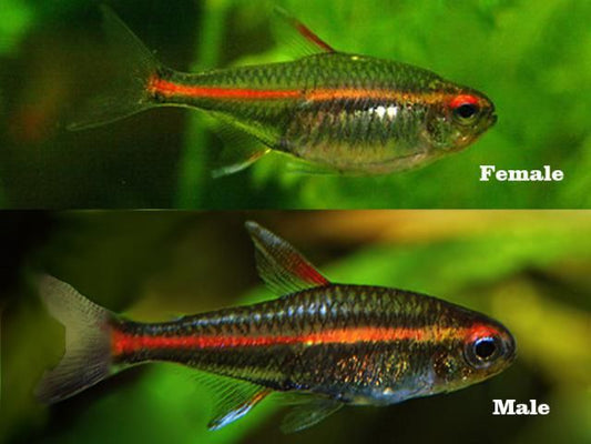 Glow Light Tetra - FreshWaterAquatica.com